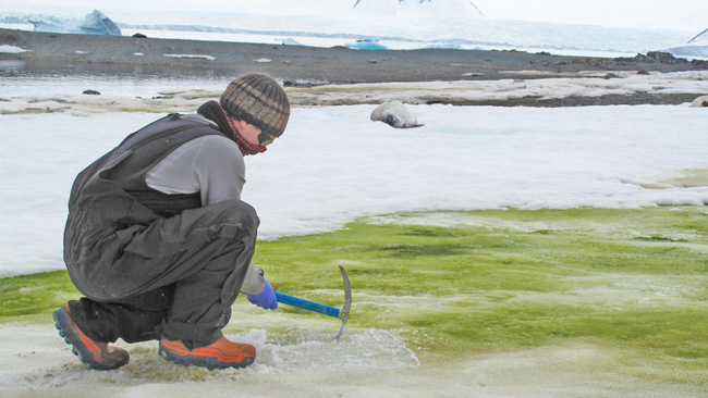 Investigando uma colônia de algas verdes