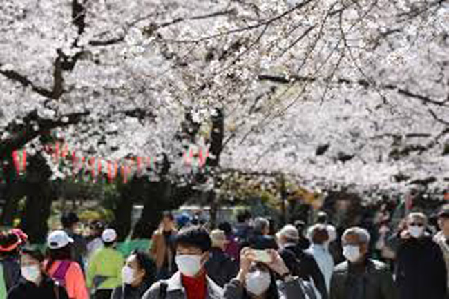 Cerejeiras em flor, japoneses marcarados