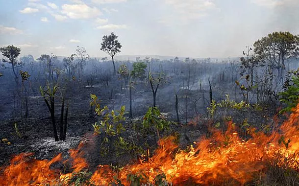 Queimadas nas savanas do Cerrado aumentam 221% em agosto, aponta Monitor do Fogo