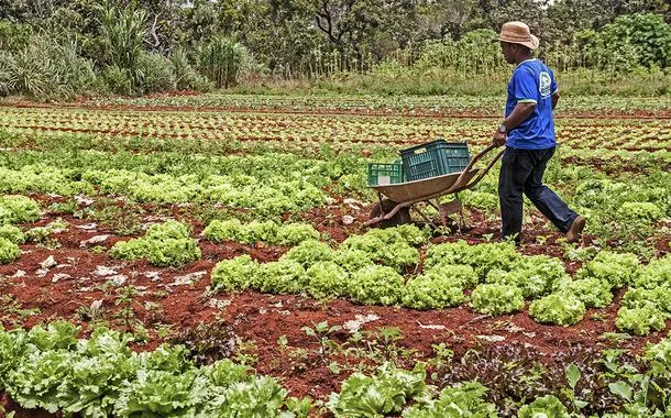 Plano Safra da Agricultura Familiar: Sebrae concede garantias de crédito para pequenos produtores