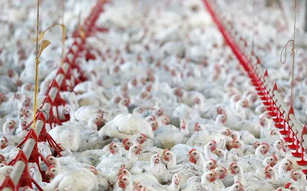 Produtores brasileiros de carnes de frango e porco projetam recordes em 2024