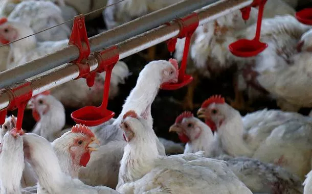 Governo Biden propõe regra sobre pagamento para criadores de frango