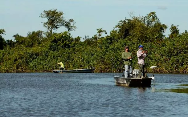 Menor tamanduá do mundo simboliza preservação de manguezal nordestino