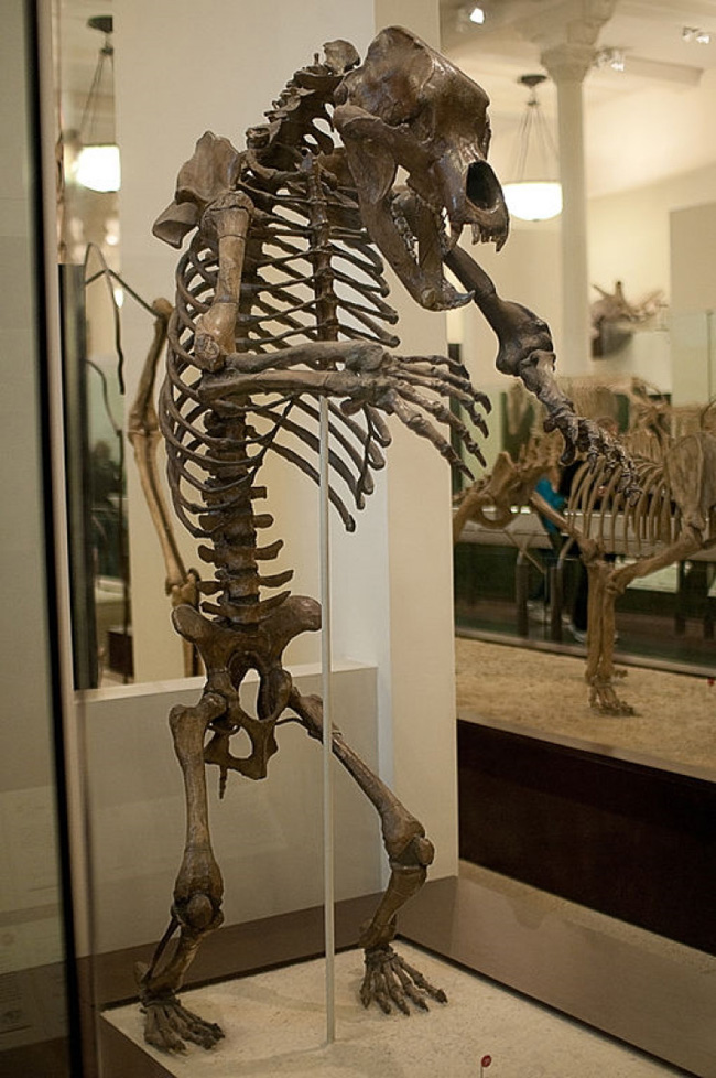 Esqueleto de um exemplar de urso das cavernas
