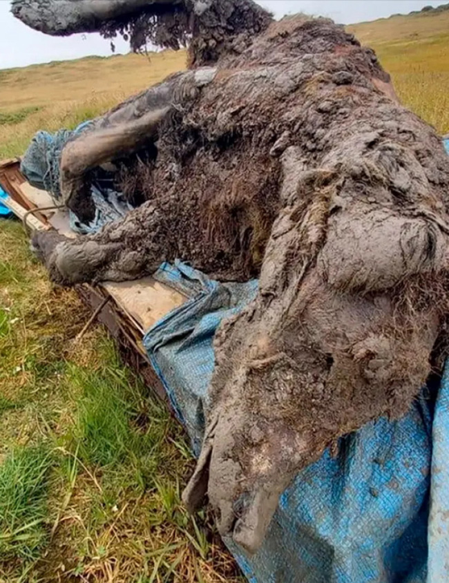 A carcaça do enorme animal encontrado na Sibéria