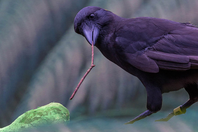 No zoo de San Diego, corvo utiliza ferrmenta para extrair comida