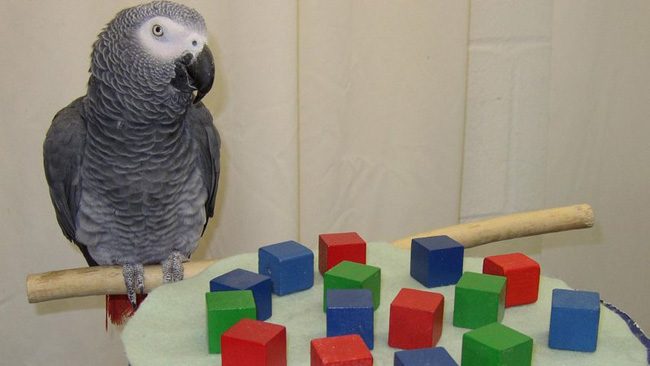O papagaio africano Alex conseguia fazer cálculos matemáticos