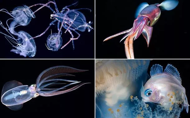 Criaturas da noite eterna. Vivem na escuridão, mas têm luz própria