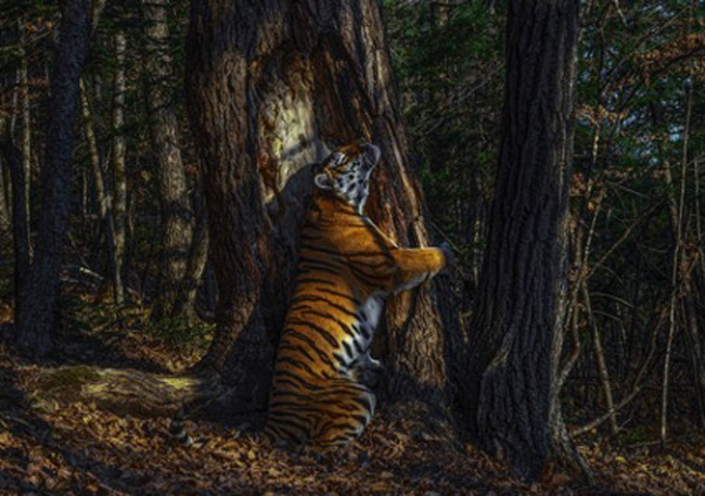O abraço da tigresa