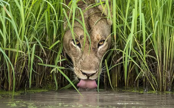 A leoa tem sede. E outras imagens premiadas de fotografias da natureza