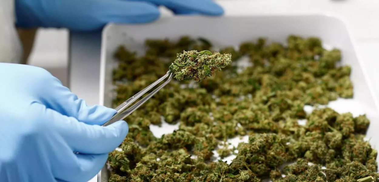STF oferece, pela primeira vez, segurança jurídica à Lei de Drogas, dizem juristas