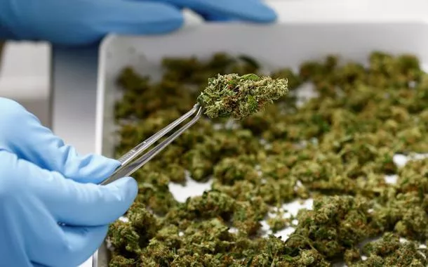 Governo entrega à Justiça plano de ação para regulamentar acesso a fármacos derivados de cannabis