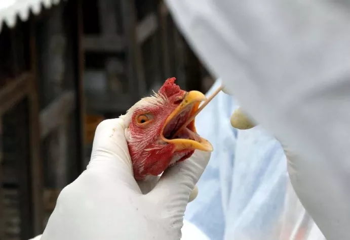 Brasil deve se declarar livre amanhã da gripe aviária após 28 dias sem novos casos
