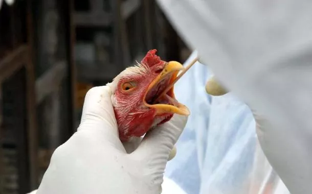 Brasil não registra novos casos e vai se declarar livre de gripe aviária hoje