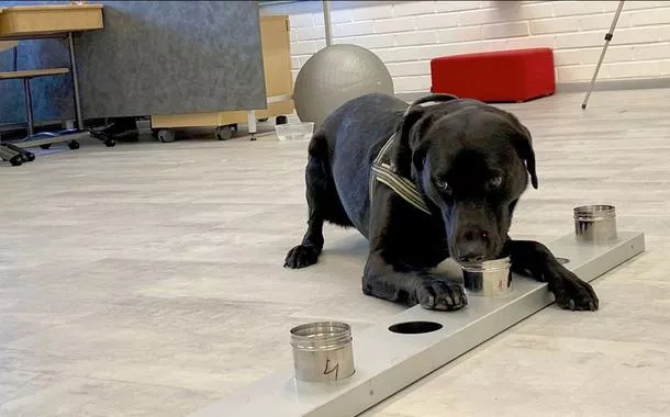 Dezembro Verde: contra o abandono e os maus-tratos de animais em SP