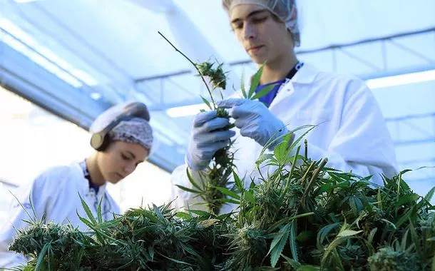 Anvisa abre consulta pública e propõe venda de cannabis medicinal em farmácias de manipulação