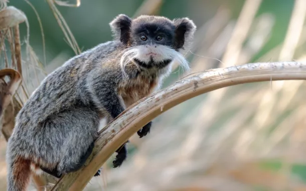 Sagui-imperador, ou sagui-de-bigode