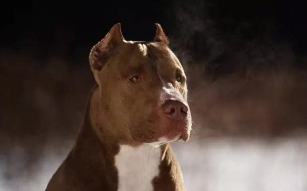 Cachorro da raça pitbull