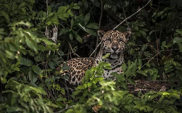Onça-pintada que matou caseiro no Pantanal é capturada após operação com guias, cientista e policiais