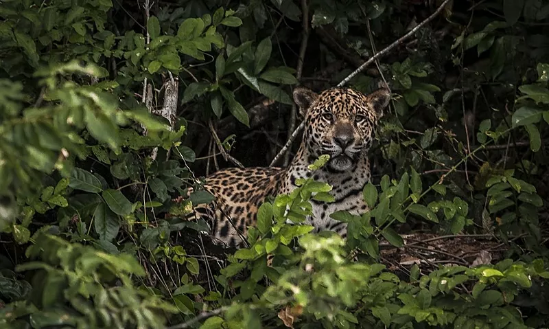 Onça-pintada que matou caseiro no Pantanal é capturada após operação com guias, cientista e policiais