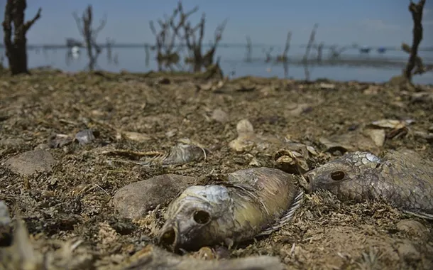 Ação humana transformou 89% da caatinga, diz estudo