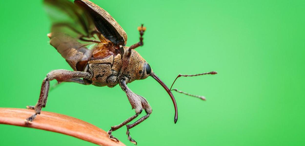 Extinção de insetos põe em risco segurança alimentar | Brasil 247