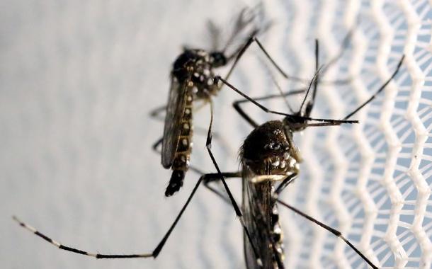 Mosquitos da dengue