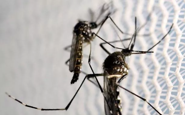 Aedes aegypti, o mosquito da dengue
