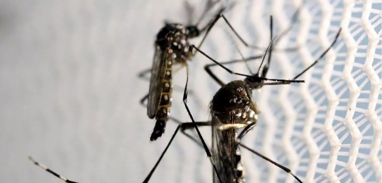 Casos de dengue caem 68% no Brasil, mas Ministério da Saúde alerta para nova alta