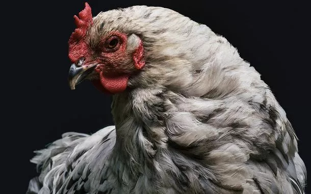 Exportações de carne de frango brasileira para a União Europeia estão suspensas