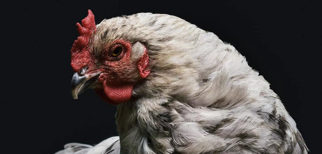 Brasil entra em período de 28 dias decisivo para se autodeclarar livre de gripe aviária