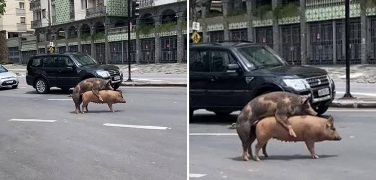 (Foto: Reprodução)