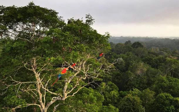 Instituições planejam ações para fortalecer a bioeconomia e reduzir o desmatamento na Amazônia