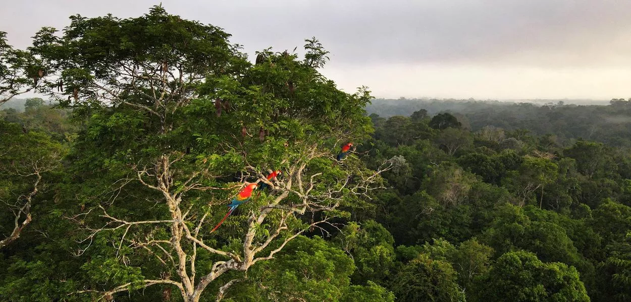 Instituições planejam ações para fortalecer a bioeconomia e reduzir o desmatamento na Amazônia