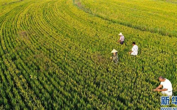 China diz que demanda maior por alimentos exige aumento na produção