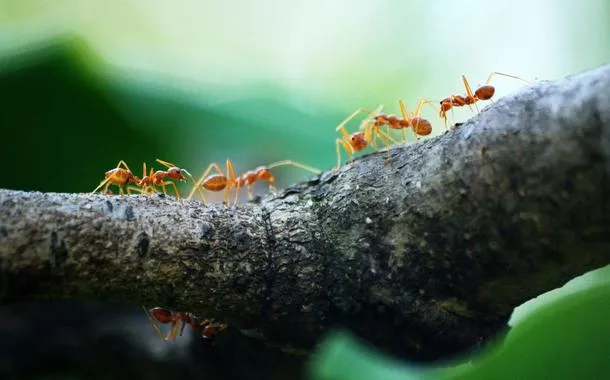 Formigas Laranjas