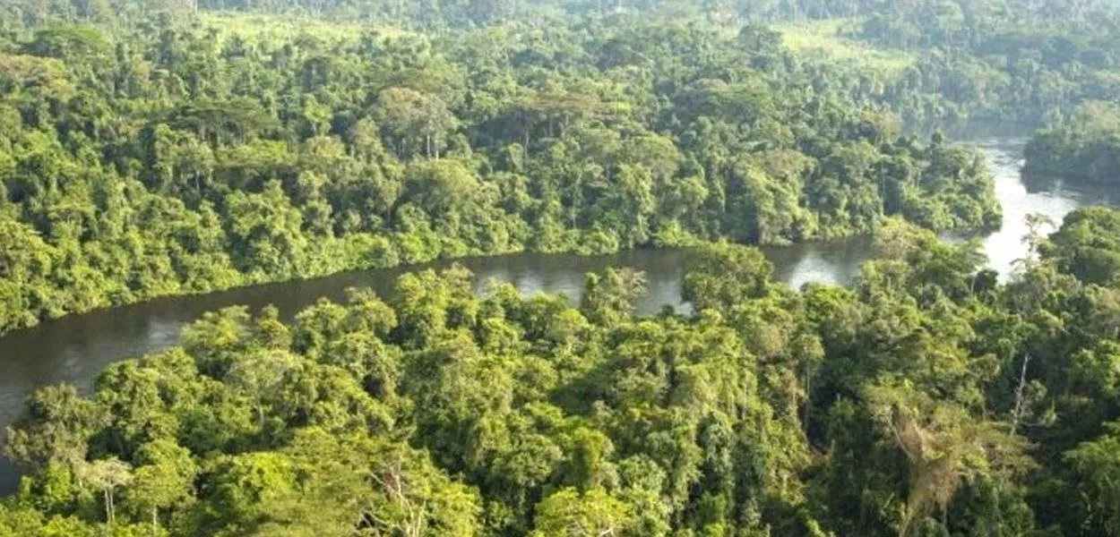 Floresta tropical da Bacia do Congo, na África Equatorial