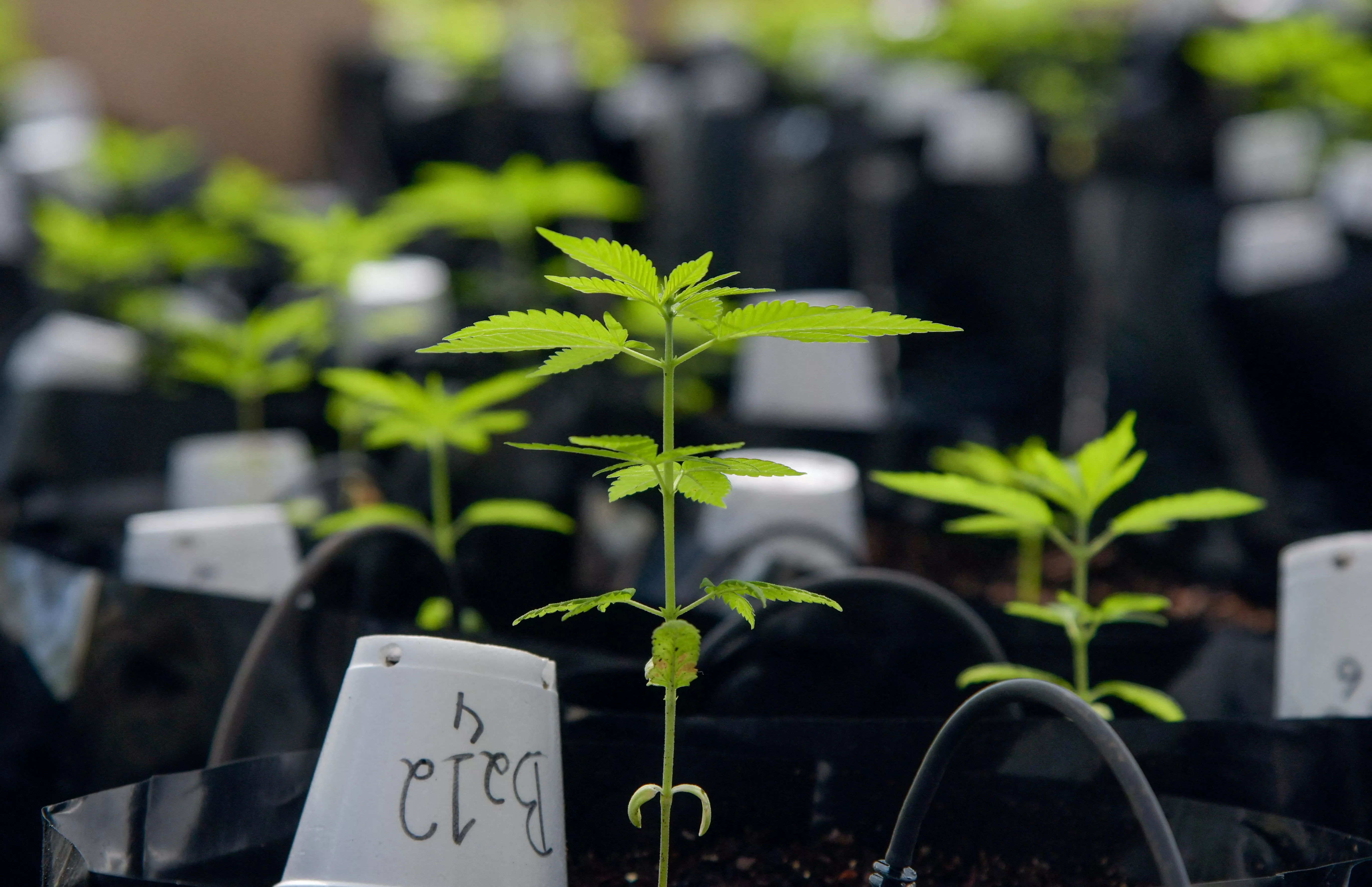 Plantas de cannabis dentro de estufa da Universidade Federal de Viçosa (MG)18/08/2021