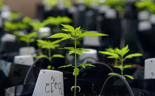 Plantas de cannabis dentro de estufa da Universidade Federal de Viçosa-MG - 18/08/2021