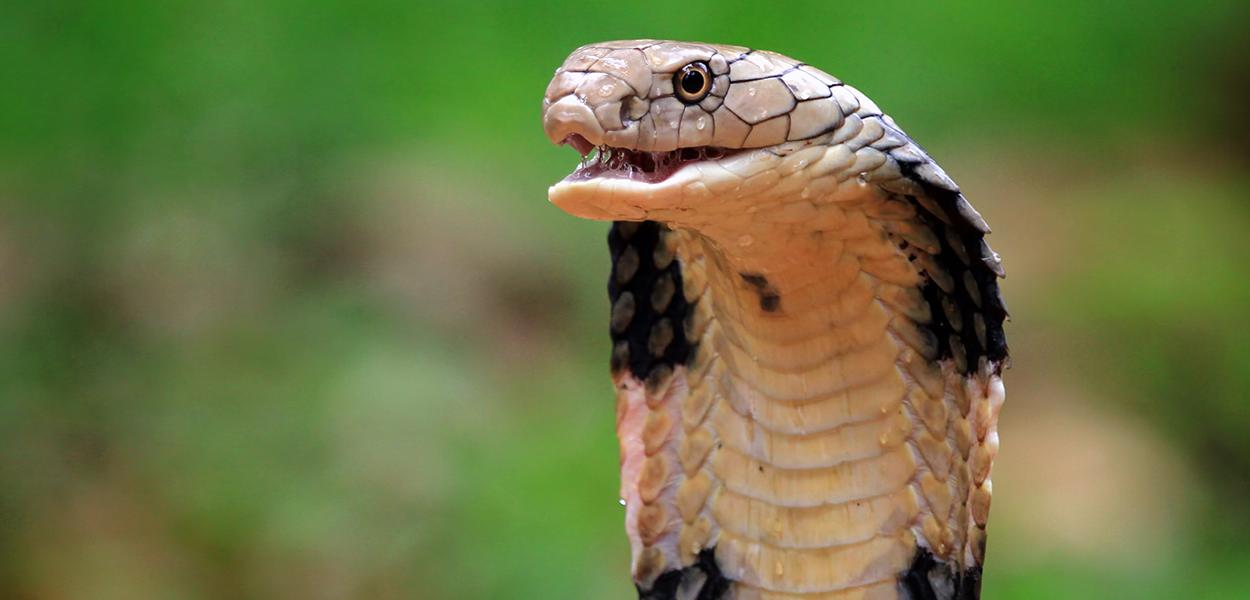 É verdade que existem cobras voadoras?