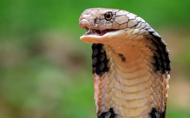 Homem é detido ao tentar contrabandear 100 cobras escondidas nas calças, na China