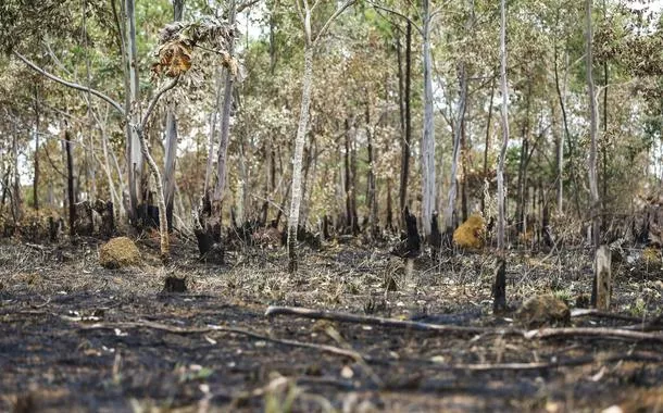 BNDES aprova R$ 250 milhões para a Suzano restaurar 24 mil hectares de Cerrado, Mata Atlântica e Amazônia