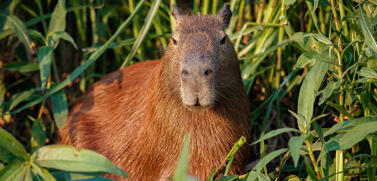 Capivara na pista atrapalha pouso no aeroporto Santos Dumont