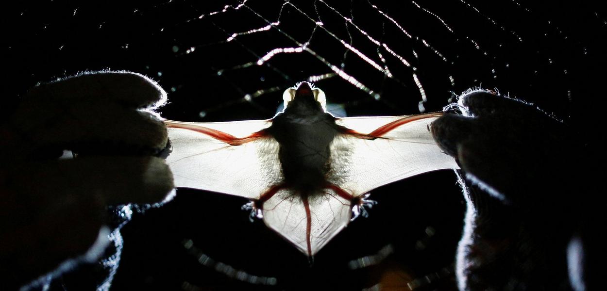 Um pesquisador da Universidade de Brasília segura um morcego