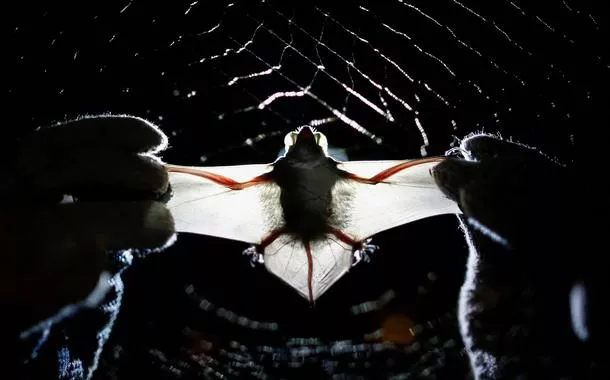 Raposa-voadora: o que é o morcego gigante associado ao vírus Nipah