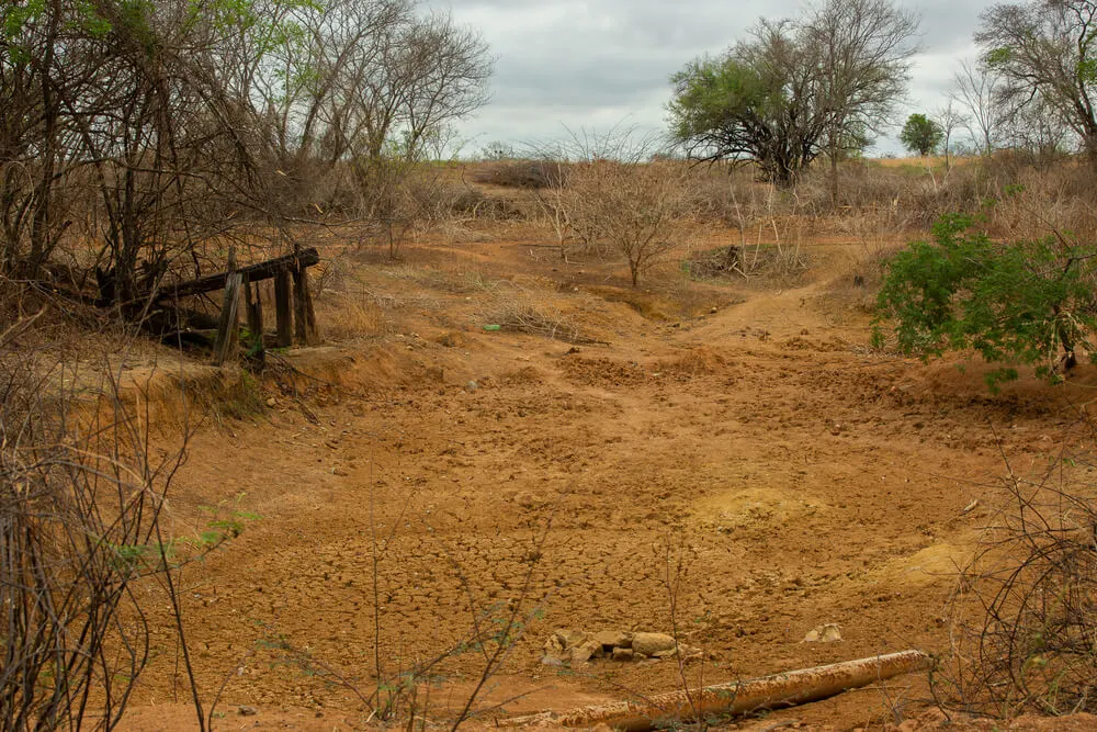 O desmatamento no cerrado registra recorde de alertas no sistema Deter