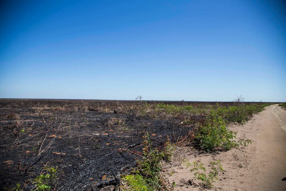 O Cerrado já perdeu cerca de 50% de sua cobertura vegetal nativa