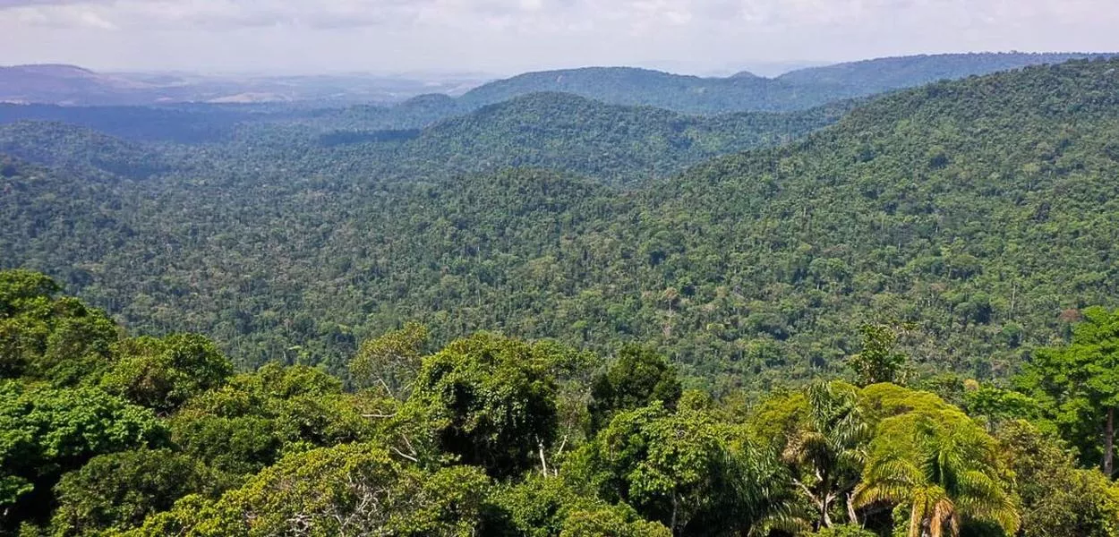 Amazônia registra queda histórica de 45% no desmatamento, menor nível da série