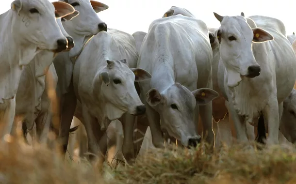 Brasil e Japão fazem acordo para exportar produtos de gordura animal