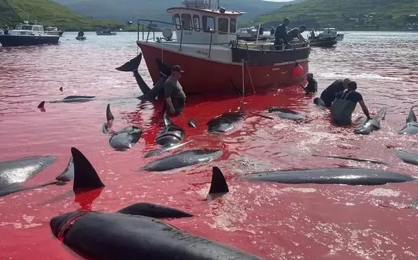 Caçadores matam mais de 500 golfinhos em ilha da Dinamarca (vídeo)